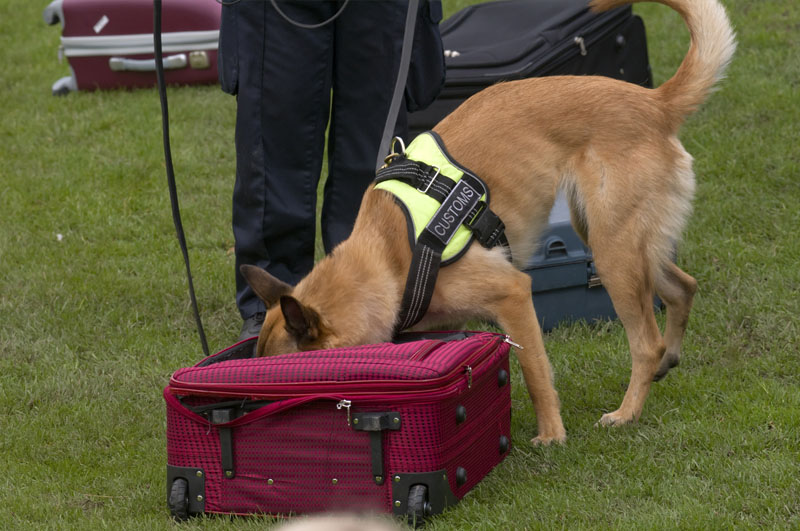 Dog training to search luggage for drugs and bombs