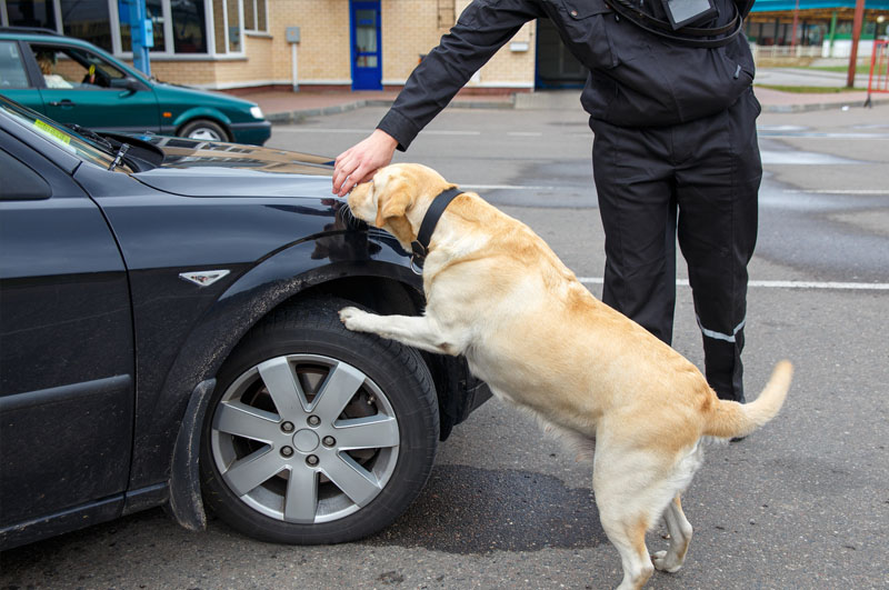 Dog training to search luggage for drugs and bombs