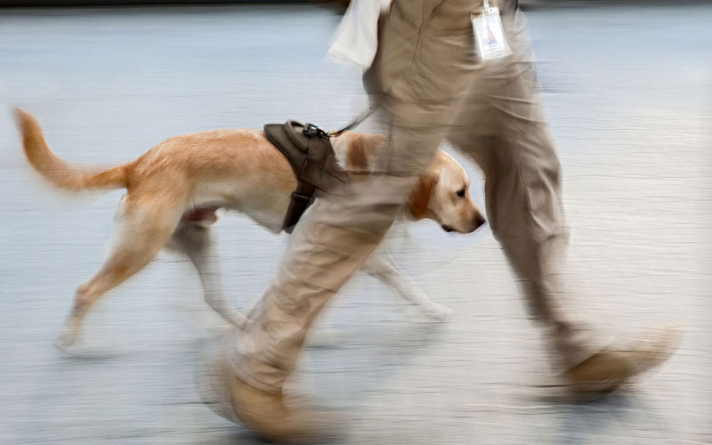 dog-detection-03-800×500